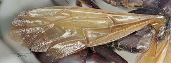 Media type: image;   Entomology 10012 Aspect: Wing front